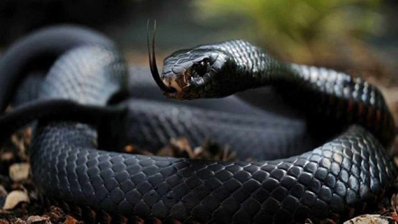 snakes-found-near-the-gold-mine-in-sonbhadra