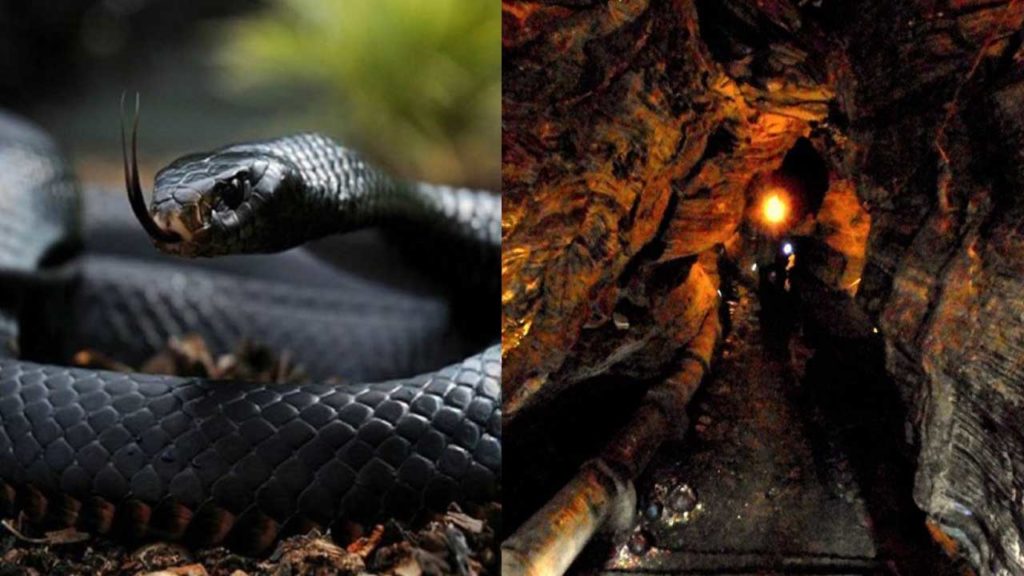 snakes-found-near-the-gold-mine-in-sonbhadra