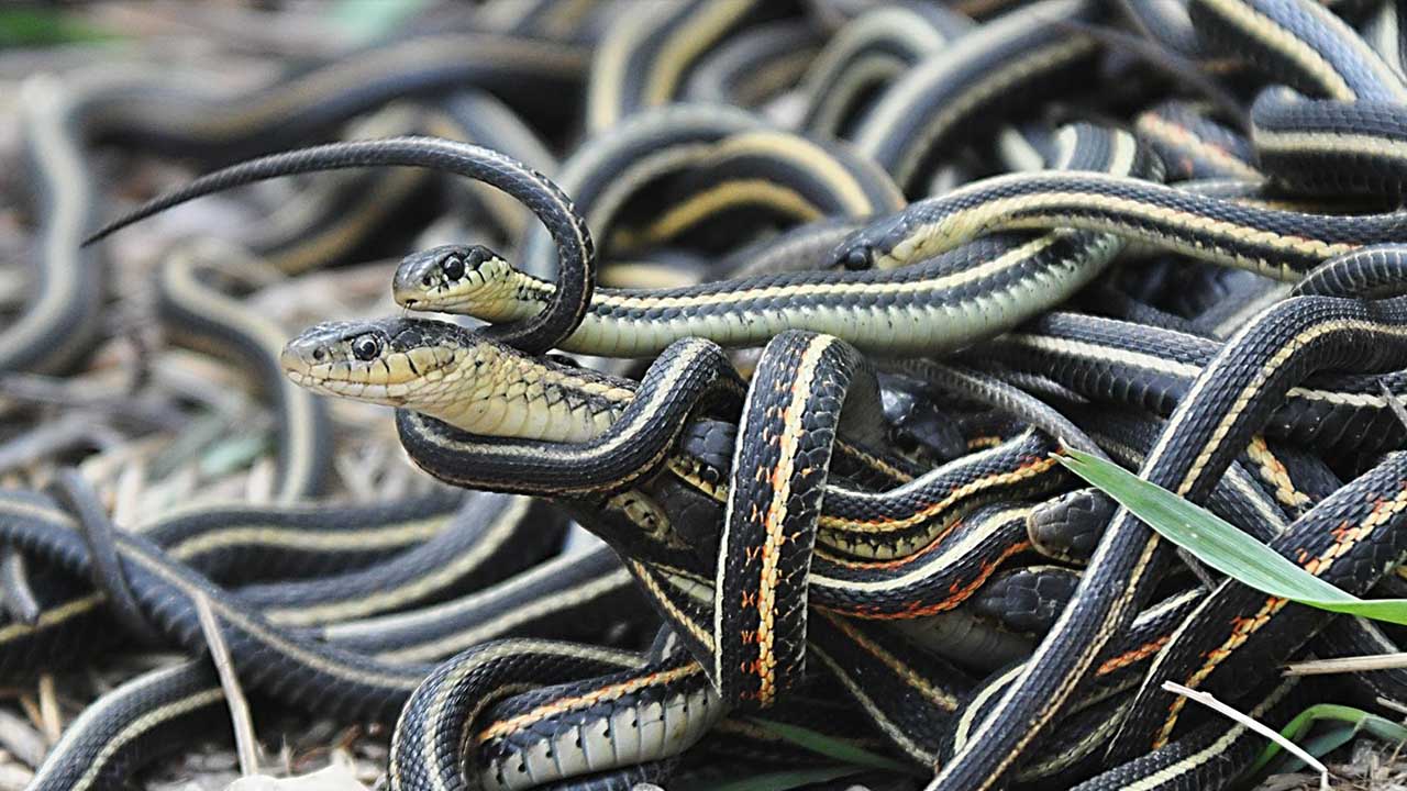 snakes-found-near-the-gold-mine-in-sonbhadra